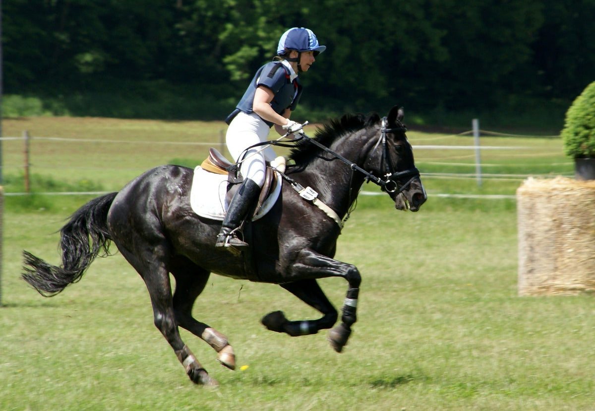 Review of antioxidants for horses: L-Carnitine FullBucket Health Review of antioxidants for horses: L-Carnitine FullBucket Health