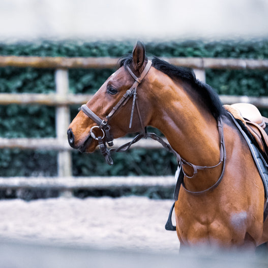 Treating laminitis in horses with functional nutrients