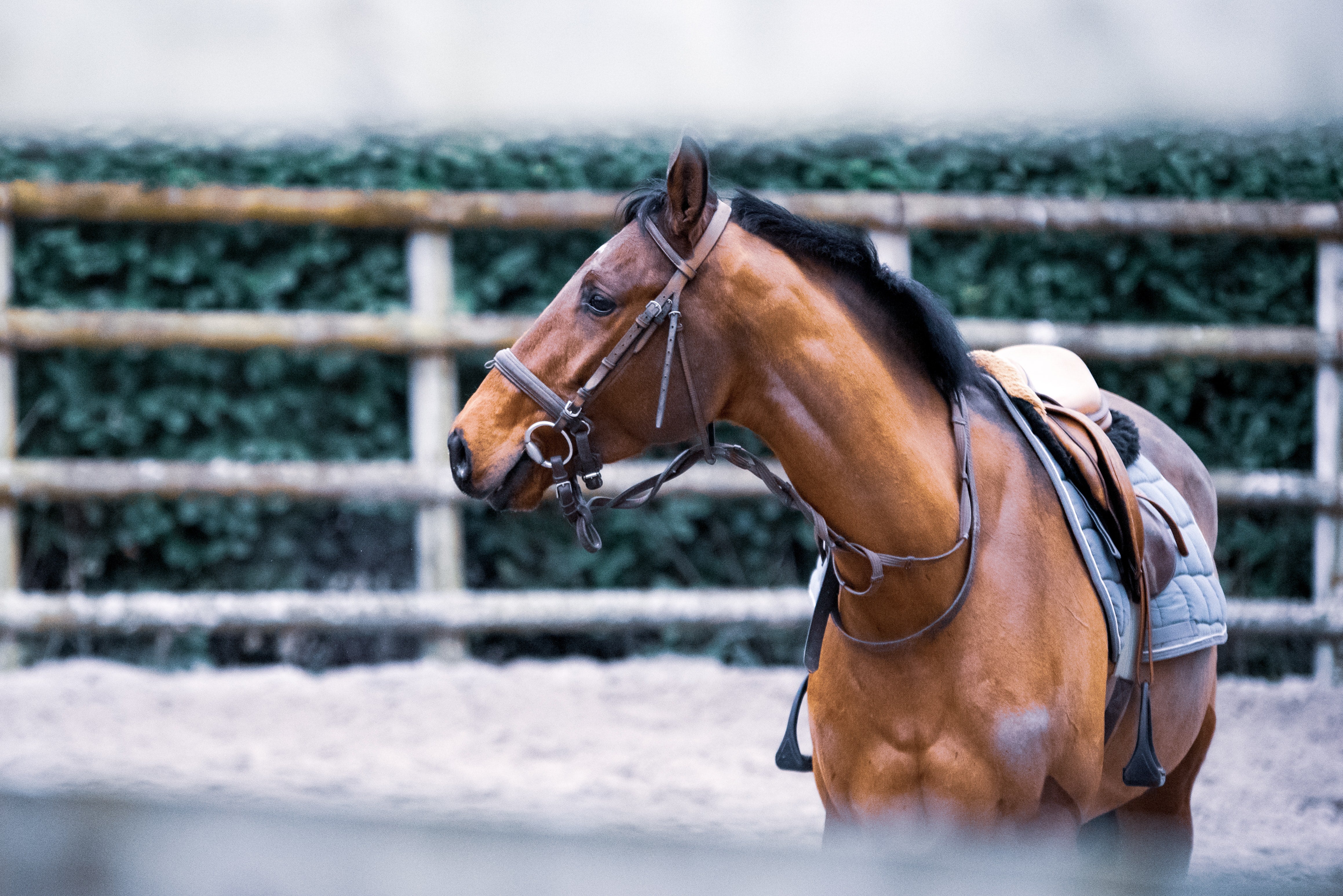 Laminitis in Horses | Washington Veterinary Clinic Laminitis in Horses | Washington Veterinary Clinic
