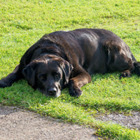 Your Guide to Leaky Gut Syndrome in Dogs