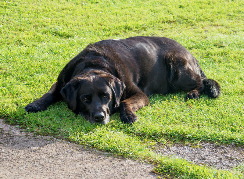 Your Guide to Leaky Gut Syndrome in Dogs
