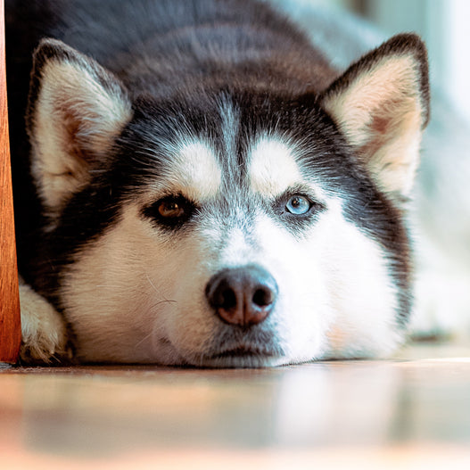 Is Leaky Gut in Dogs and Horses a Concern?