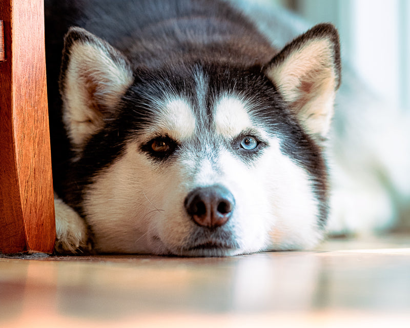 Is Leaky Gut in Dogs and Horses a Concern?