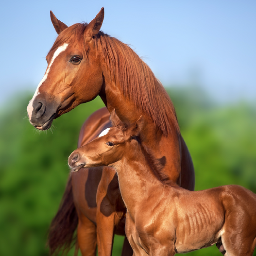 The Nutritionist’s Guide To Putting Mares Under Lights