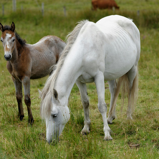 8 Pointers for Post-Foaling Mare Care