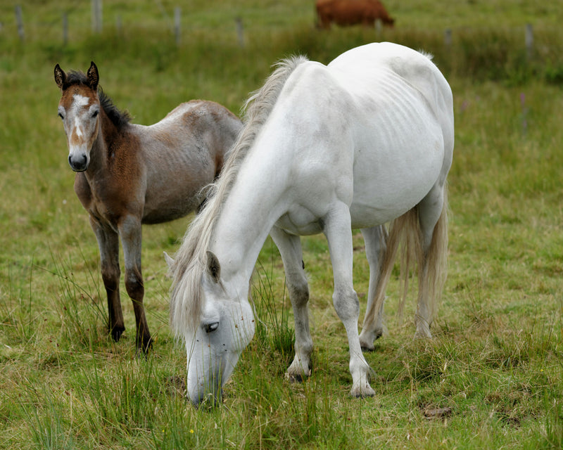 Post-Foaling Mare Care
