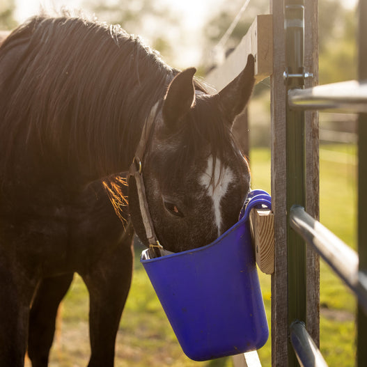 4 Steps to Caring for Your Overweight Horse