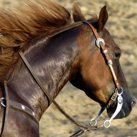 Managing Polysaccharide Storage Myopathy in horses