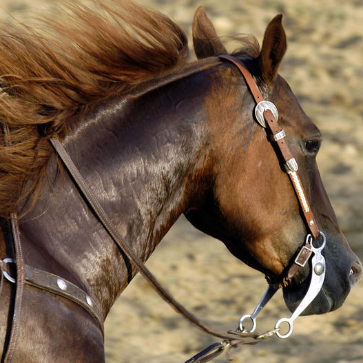 Managing Polysaccharide Storage Myopathy in horses