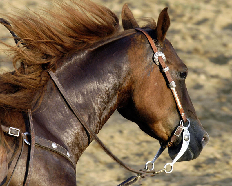 Managing Polysaccharide Storage Myopathy in horses