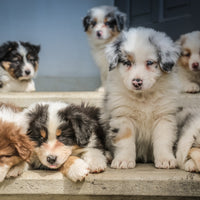 4 steps to prevent parvo in puppies