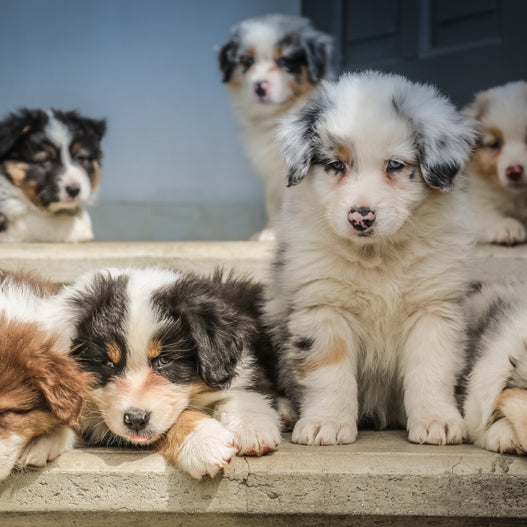 4 steps to prevent parvo in puppies