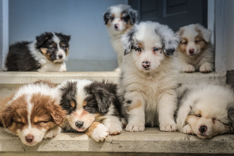 4 steps to prevent parvo in puppies