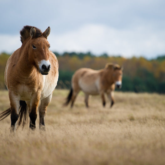 Proof is in the Przewalski