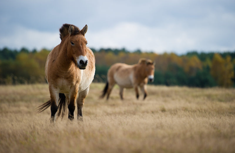 Proof is in the Przewalski