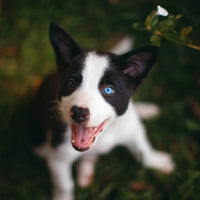 How to boost your puppy’s immune system
