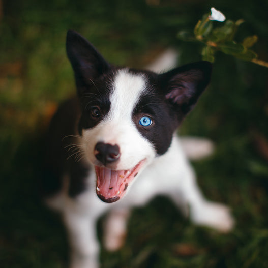 How to boost your puppy’s immune system