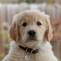 Getting ahead of puppy digestive problems