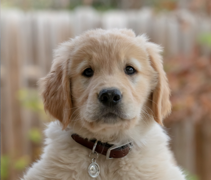 Getting ahead of puppy digestive problems