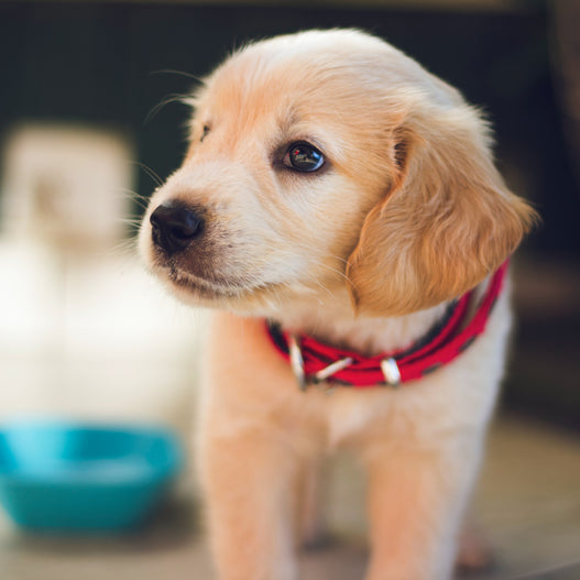 What should I do if my puppy has diarrhea?