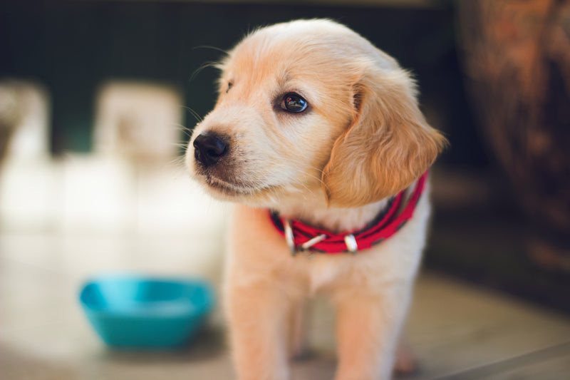 What should I do if my puppy has diarrhea?