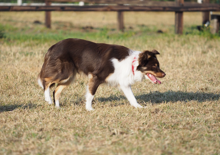 Three reasons to use S. Boulardii for dogs