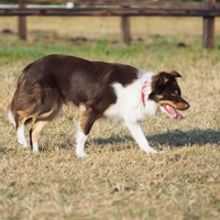 Three reasons to use S. Boulardii for dogs