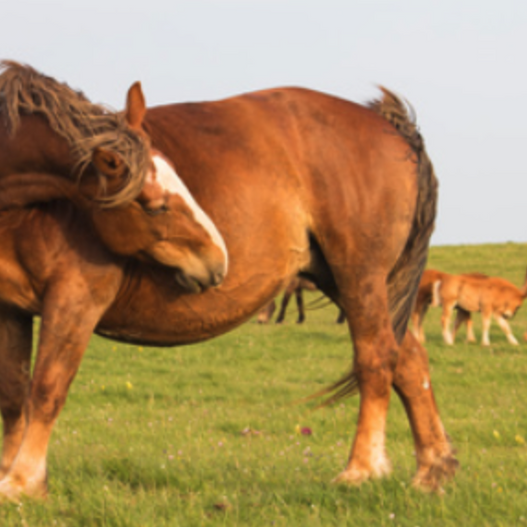 Your Horse’s Poop Tells A Story