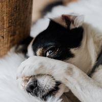 How to relieve common skin disorders in dogs