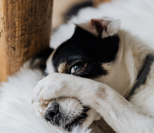 How to relieve common skin disorders in dogs