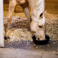 How to Meet Your Performance Horse’s Nutrition Requirements