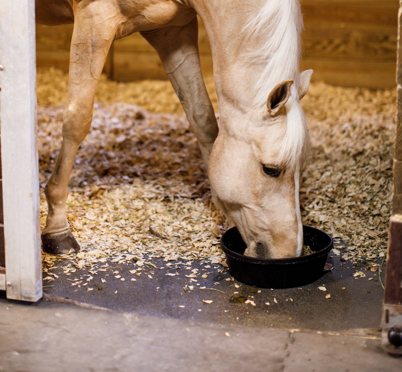 How to Meet Your Performance Horse’s Nutrition Requirements