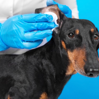 Can Probiotics Help Dog Ear Infections?