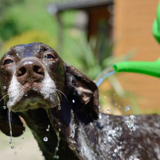 How to Prevent Heat Stress in Dogs