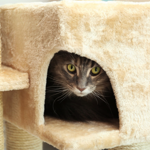 8 Tips For Reducing Stress in Cats