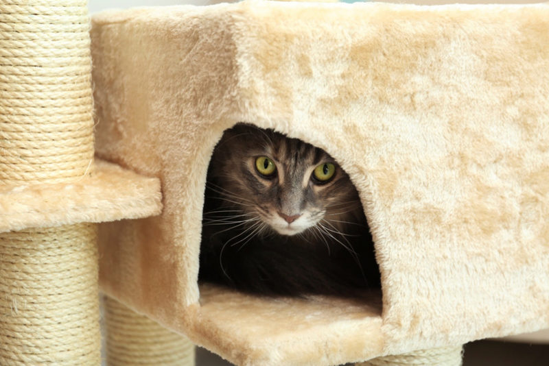 8 Tips For Reducing Stress in Cats