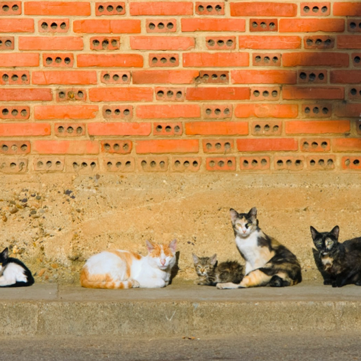 New Research Connects Cat Behavior to Gut Health