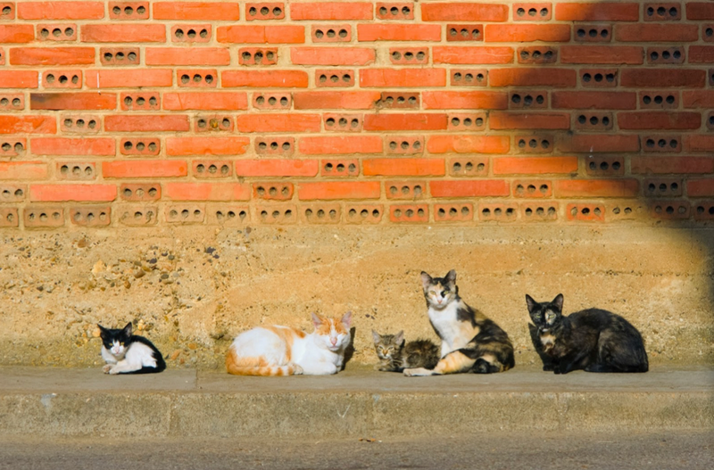 New Research Connects Cat Behavior to Gut Health