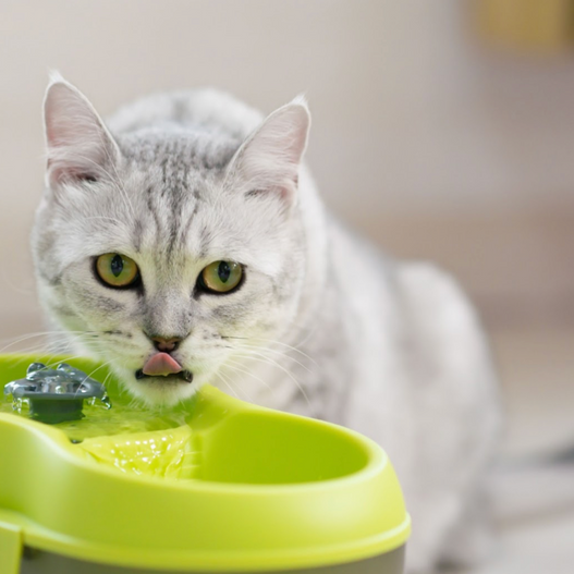 Why is My Cat Drinking From the Toilet?