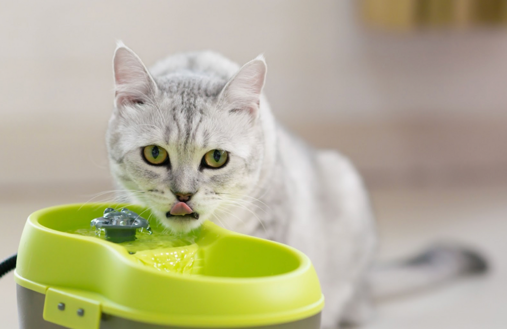 Why is My Cat Drinking From the Toilet? FullBucket Health