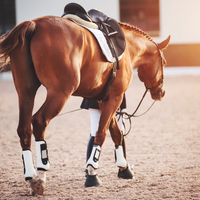 Expectations for Horse Colic Surgery