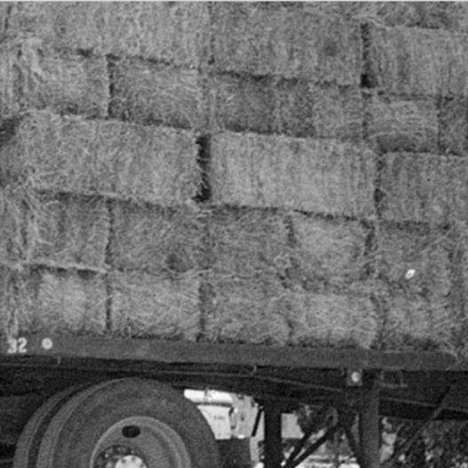 What Horses in Nature Know (That We Often Forget): A Conversation with Liz Blitzer of Hay USA