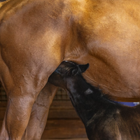 Foal nursing 