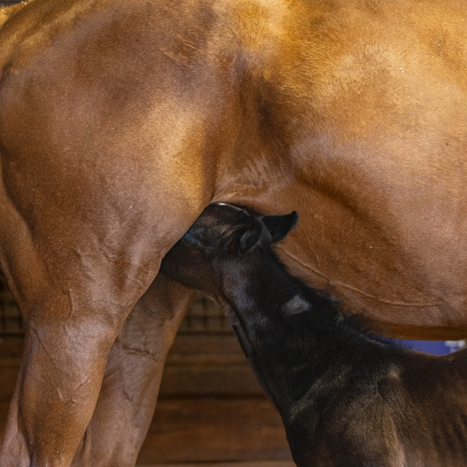 Foal nursing 