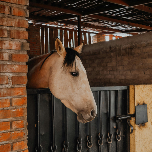 New World Screwworm and Your Horses: What to Watch For and What to Do