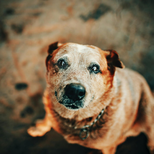 5 Reasons Why We Love Senior Pets