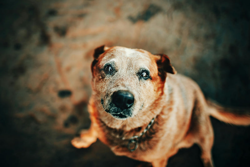 5 Reasons Why We Love Senior Pets