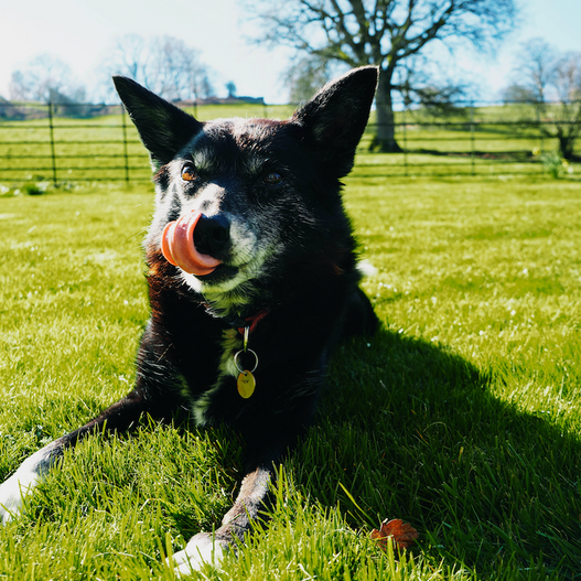 What Happens to Your Pet’s Gut as They Age?
