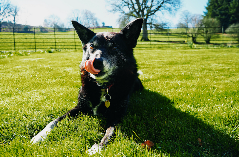 What Happens to Your Pet’s Gut as They Age?