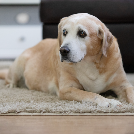 How to Care for a Senior Dog: 10 Pro Tips